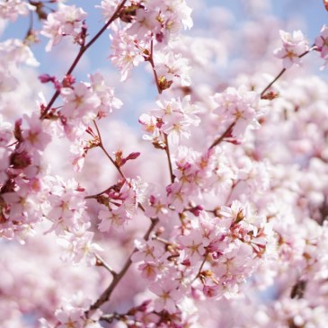 Fasten und Anti Aging